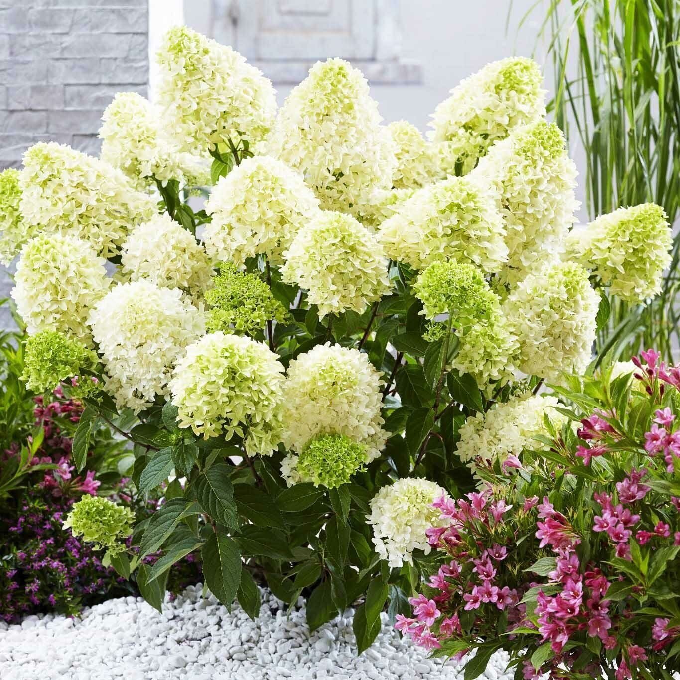 Гортензия Скайфолл (Метельчатая) 1шт (Поиск)