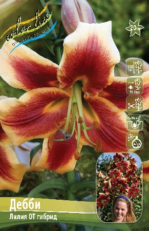 Лилия Дебби (OT гибрид) 12/14 1шт (Колорлайн)