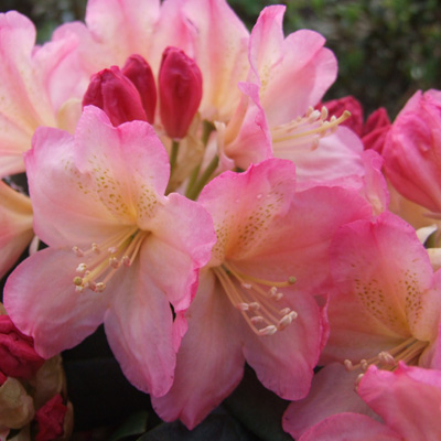 Рододендрон Перси Вайзмен 1шт (Поиск)