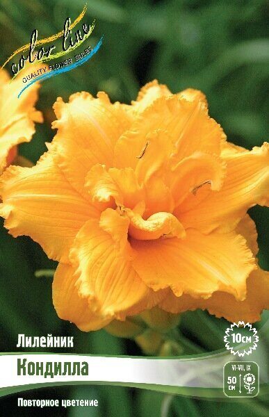 Лилейник Кондилла 1шт (Колорлайн)