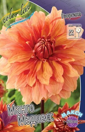 Георгина Манго Мэднесс 1шт (Колорлайн)