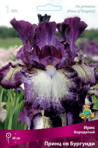 Ирис Принц ов Бургунди (Германский) 1шт (Поиск)