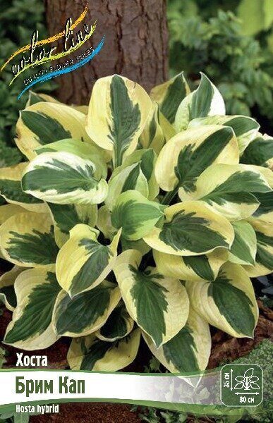 Хоста Брим Кап 1шт (Колорлайн)