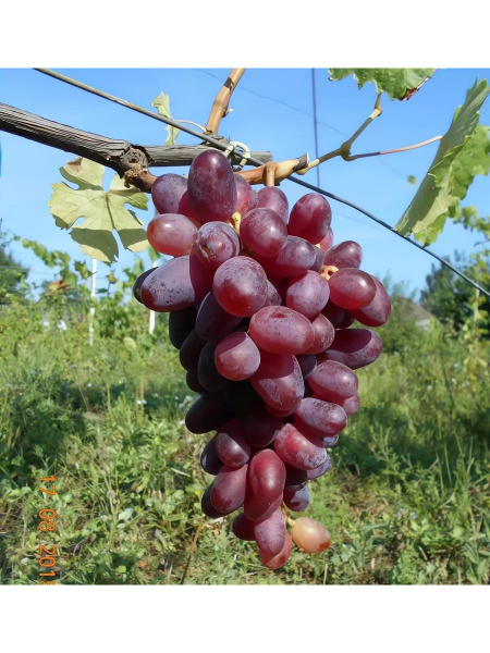 Виноград Эталон (коробка) 1шт (Сиб Сад)