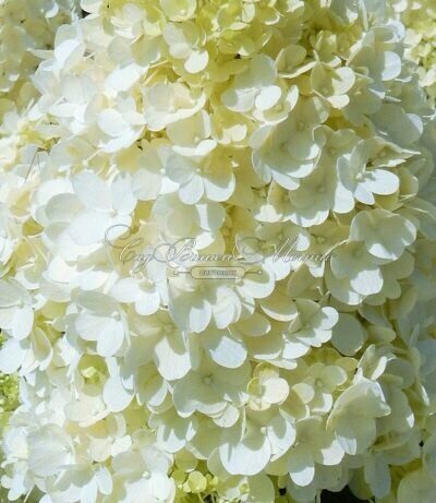 Гортензия Мэджикал Маттерхорн (Метельчатая) 1шт (Поиск)