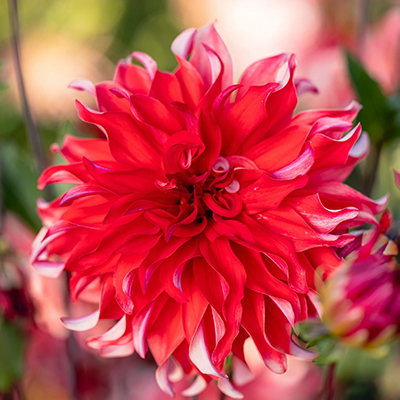 Георгина Ред Лабиринт 1шт (Поиск)