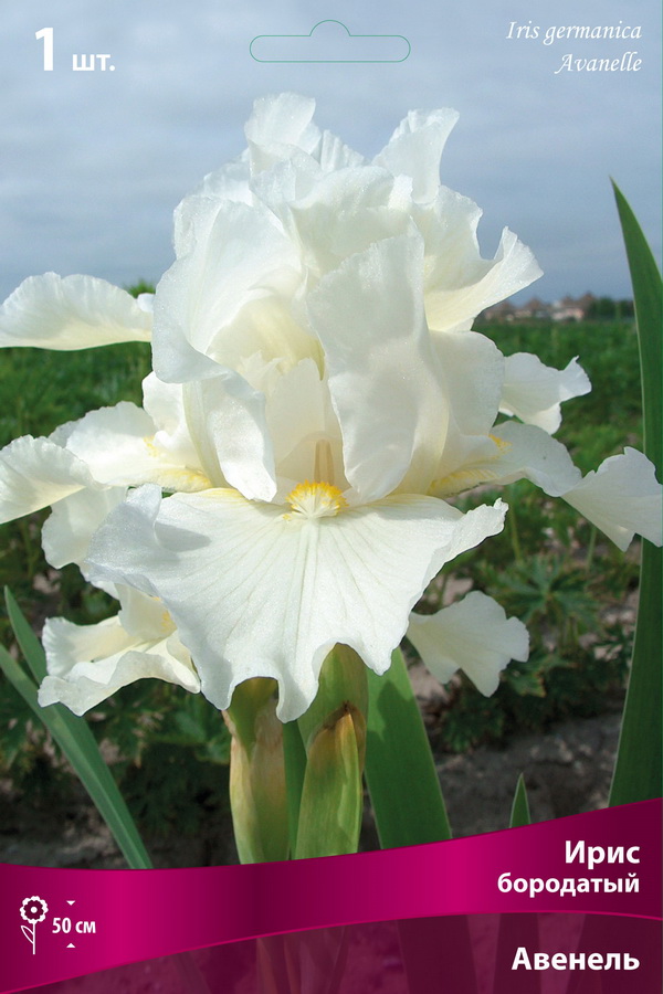 Ирис Авенель (Германский) 1шт (Поиск)