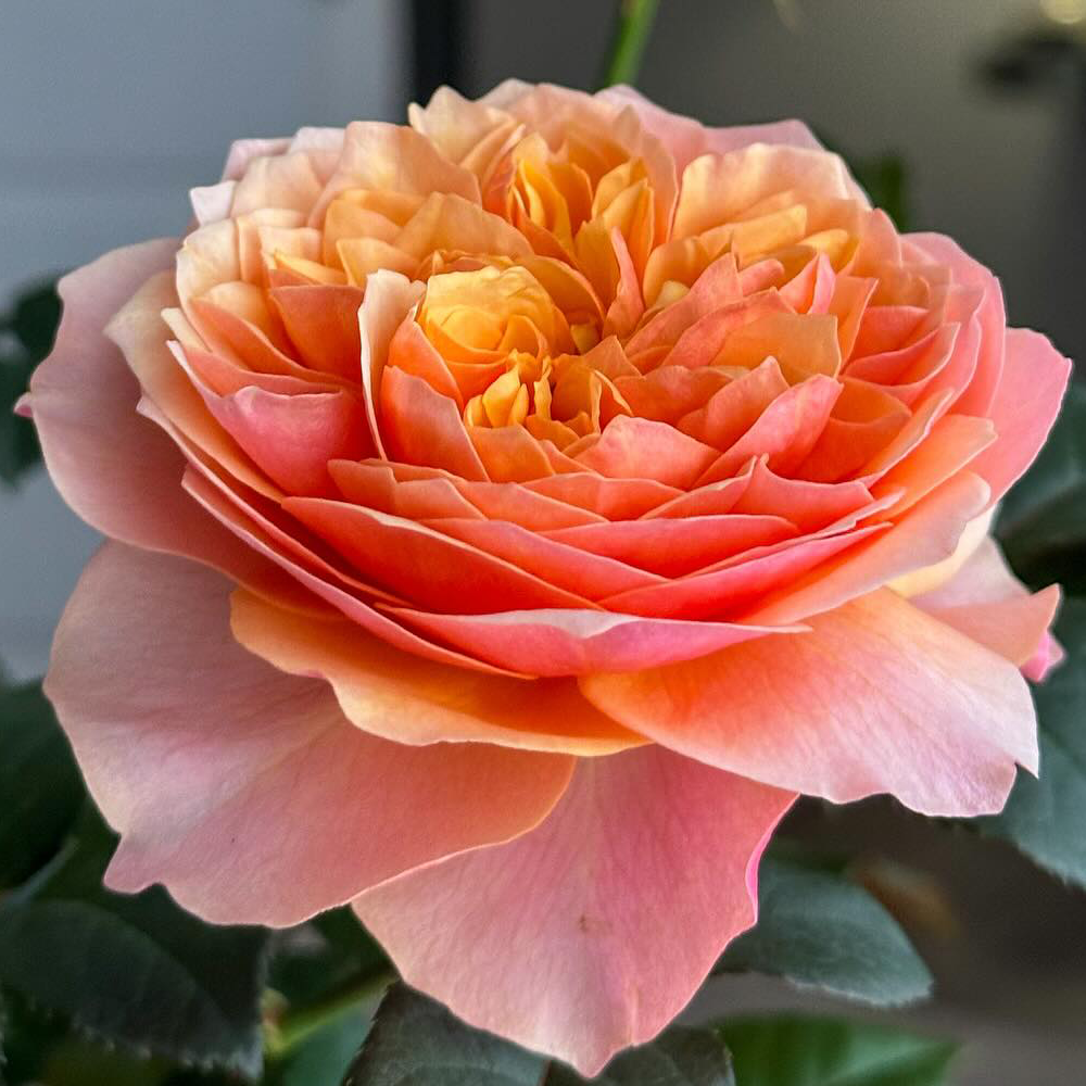 Роза Кесингтон Гарден (Чайно-гибридная) 1шт (Сиб сад)