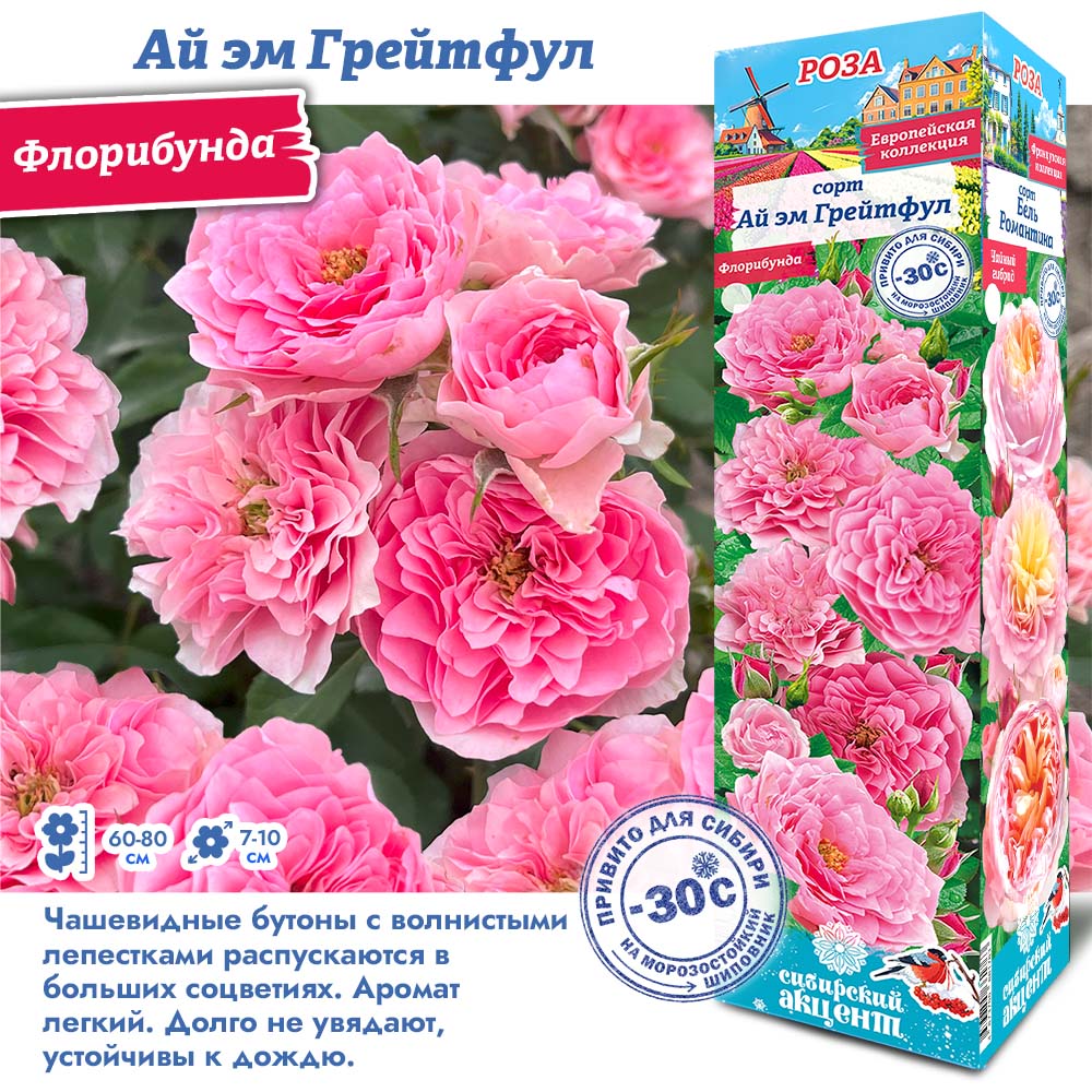 Роза Ай эм Грейтфул (Флорибунда) 1шт (Сиб сад)