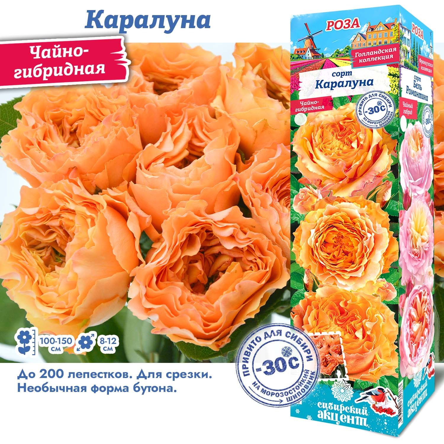 Роза Каралуна (Чайно-гибридная) 1шт (Сиб сад)