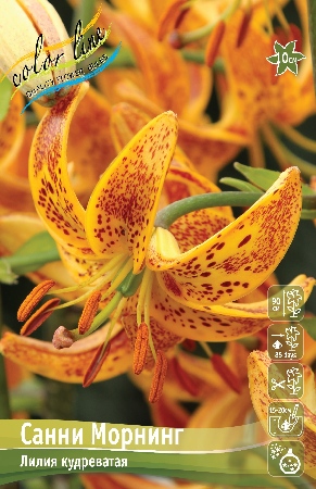 Лилия Санни Морнинг (Специальный гибрид) 14/16 2шт (Колорлайн)