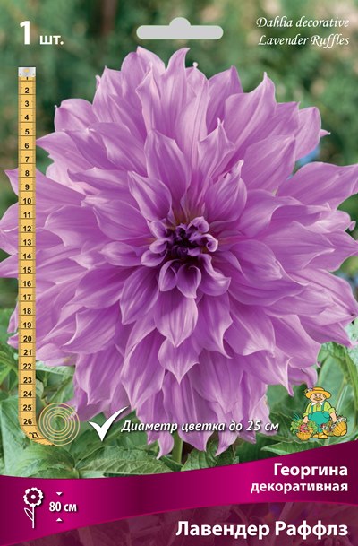 Георгина Лавендер Раффлз 1шт (Поиск)