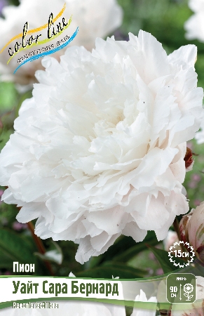 Пион Уайт Сара Бернард 2/3 1шт (Колорлайн)
