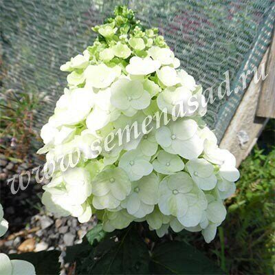 Гортензия Мэджикал Монблан (Метельчатая) 1шт (Поиск)
