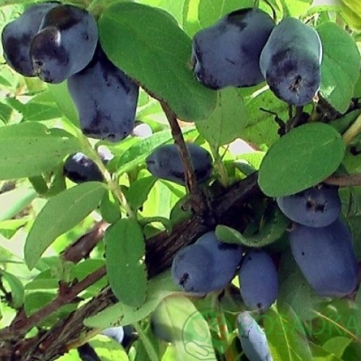 Жимолость Индиго Джем (коробка) 1шт (Сиб Сад)