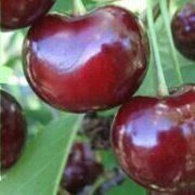 Вишня Уральская черешенка обыкновенная (саженец с этикеткой) 1шт (Сиб Сад)