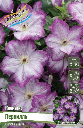Клематис Пернилль 1шт (Колорлайн)