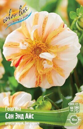 Георгина Сансет Тропикана 1шт (Колорлайн)