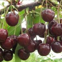 Вишня Новинка обыкновенная (саженец с этикеткой) 1шт (Сиб сад)