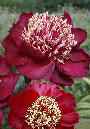 Пион Чарльз Бургес 2/3 1шт (Колорлайн)