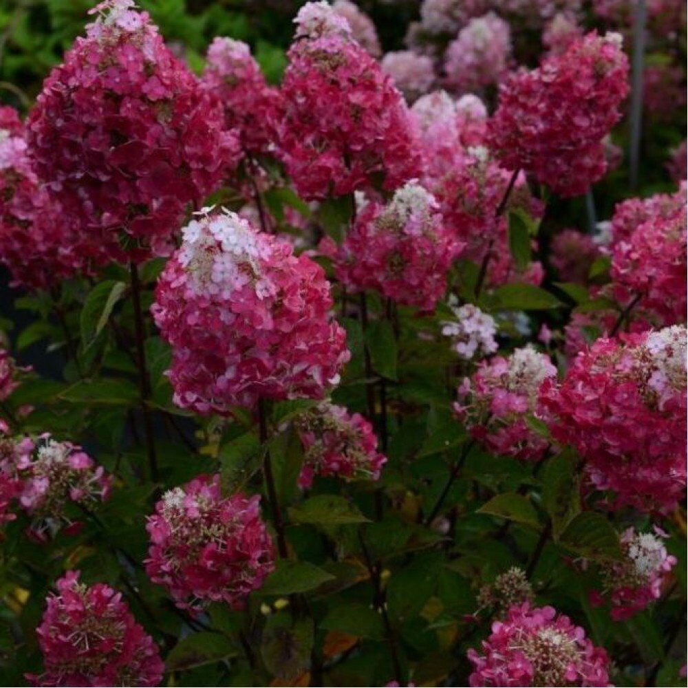 Гортензия Самарская Лидия (Метельчатая) 1шт (Поиск)