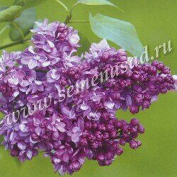 Сирень Утро России 1шт (Поиск)