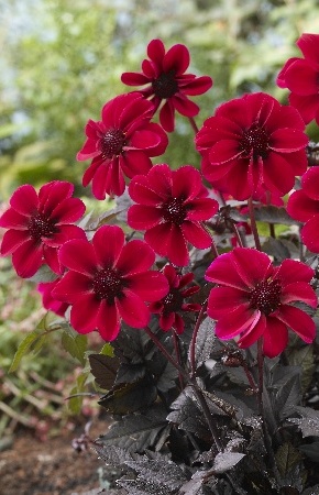 Георгина Дарк Ангел-Дракула 1шт (Колорлайн)