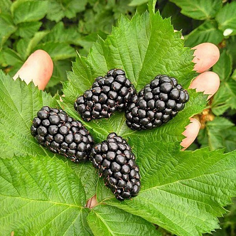 Ежевика Прайм Арк Тревелер (коробка) 1шт (Поиск)