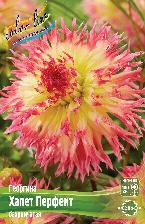 Георгина Хапет Перфекшн 1шт (Колорлайн)