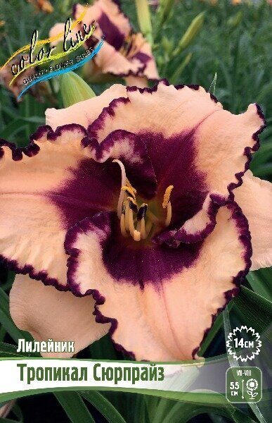 Лилейник Тропикал Сюрпрайз 1шт (Колорлайн)