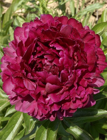 Пион Филипп Ривуар  2/3 1шт (Колорлайн)