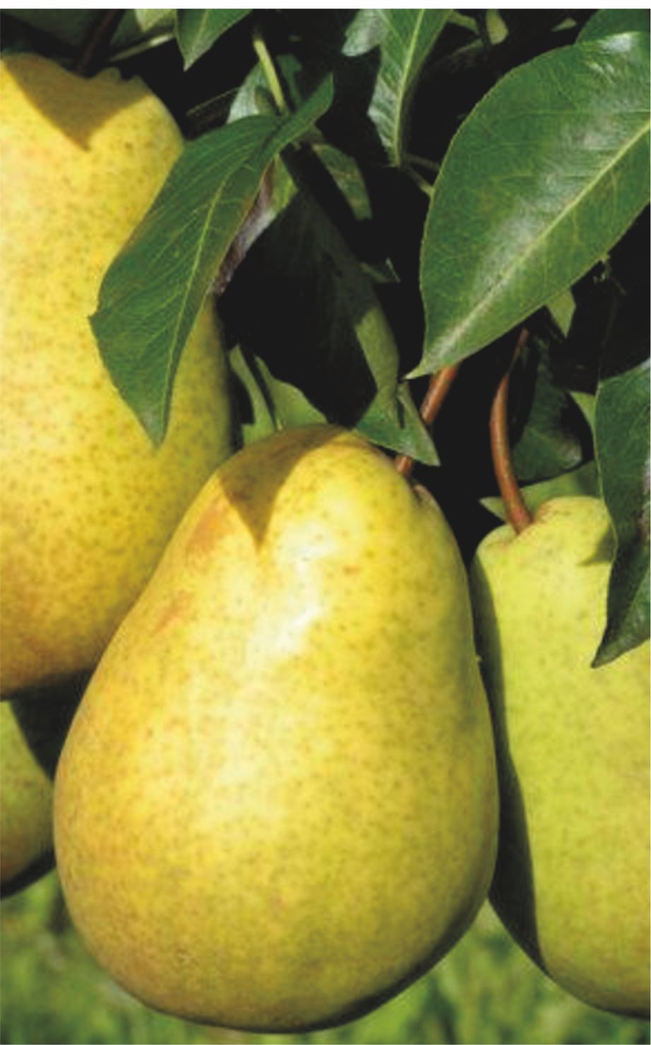 Груша Скороспелка из Мичуринска (саженец с этикеткой) 1шт (Сиб сад)