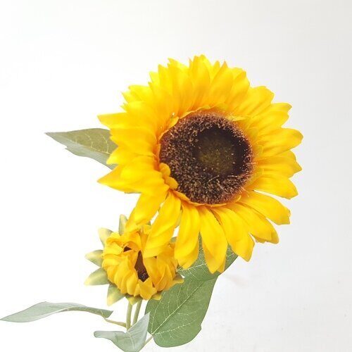 Цветы SB9122-6 Подсолнух (Сиб Сад)(48шт) 