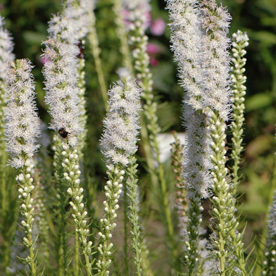 Лиатрис Альба 8/10 10шт (Поиск)