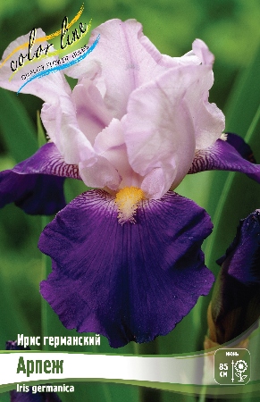 Ирис Арпеж (Германский) 1шт (Колорлайн)