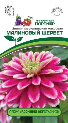 Цинния Малиновый щербет однолетник 5шт (Партнер)