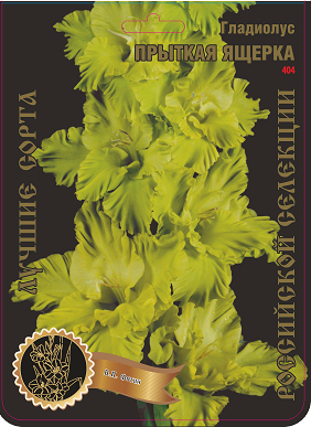 Гладиолус Прыткая Ящерка 404,Фотин 2 р-р 1шт (Ф)