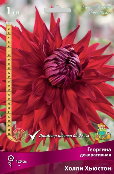 Георгина Холли Хьюстон 1шт (Поиск)