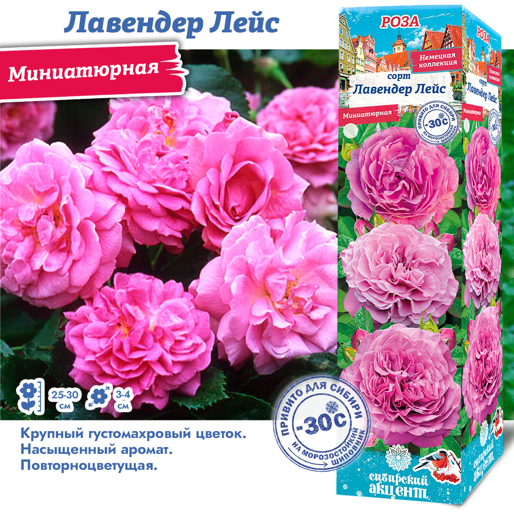 Роза Лавендер Лейс (Миниатюрная) 1шт (Сиб сад)