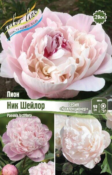 Пион Ник Шейлор 2/3 1шт (Колорлайн)