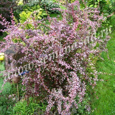 Барбарис Роз Глоу 1шт (Поиск)