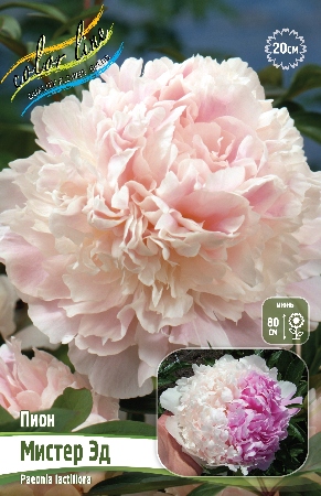 Пион Мистер Эд 3/5 1шт (Колорлайн)