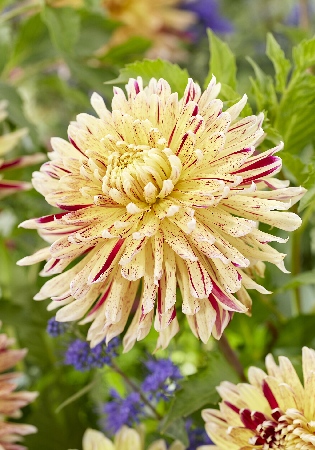 Георгина Кембридж 1шт (Колорлайн)