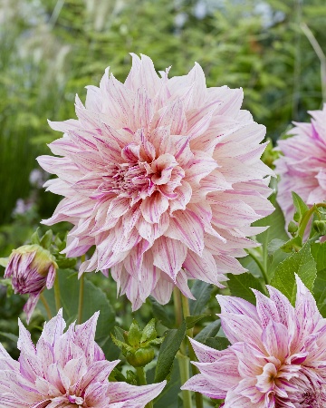 Георгина Кофе о Лейт Твист 1шт (Колорлайн)