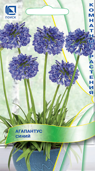 Агапантус Синий 3шт (Поиск)