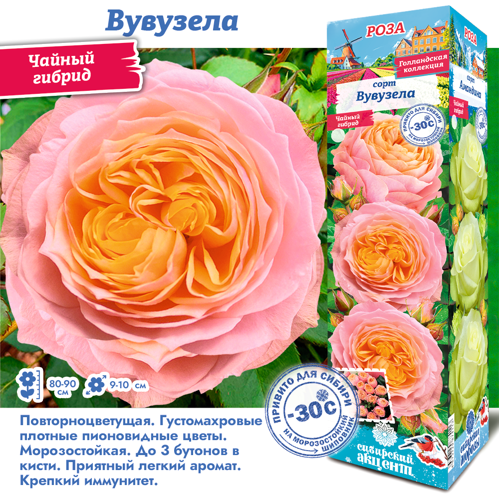 Роза Свит Вувузела (Чайно-гибридная) 1шт (Сиб сад)