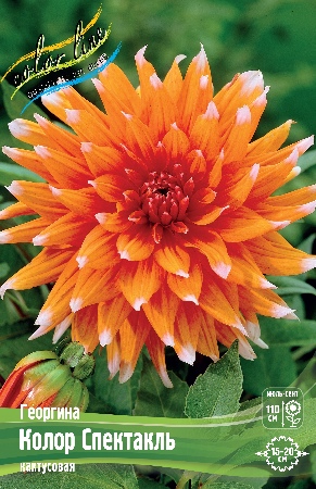 Георгина Колор Спектакль 1шт (Колорлайн)