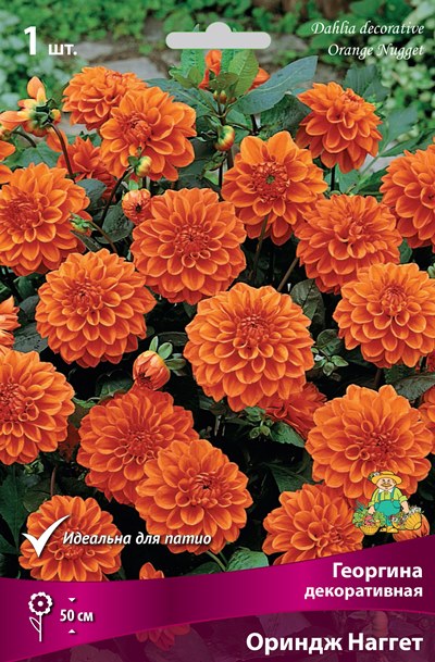 Георгина Ориндж Наггет 1шт (Поиск)