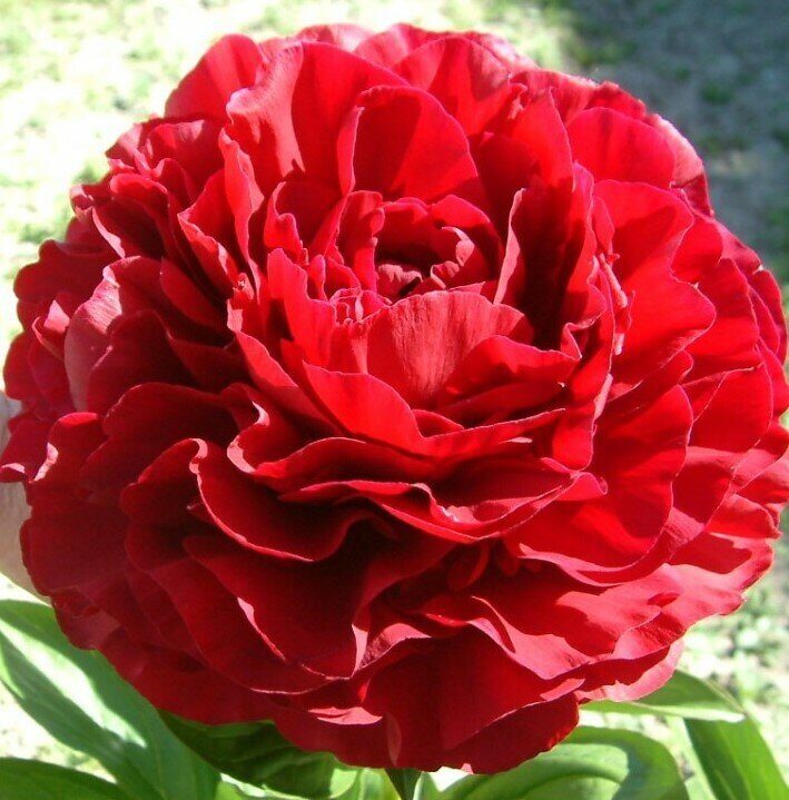 Пион Ред Сара Бернар 2/3 1шт (Поиск)