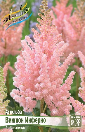 Астильба Вижион Инферно 2/3 1шт (Колорлайн)
